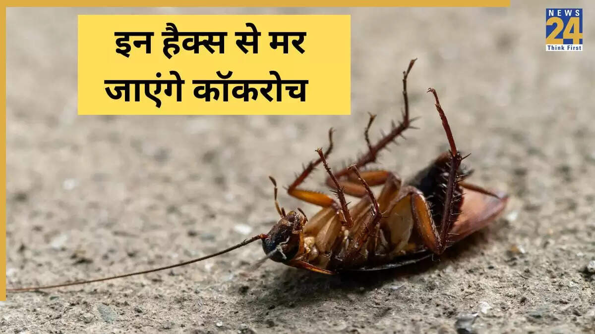 कॉकरोच से छुटकारा पाने के घरेलू उपाय