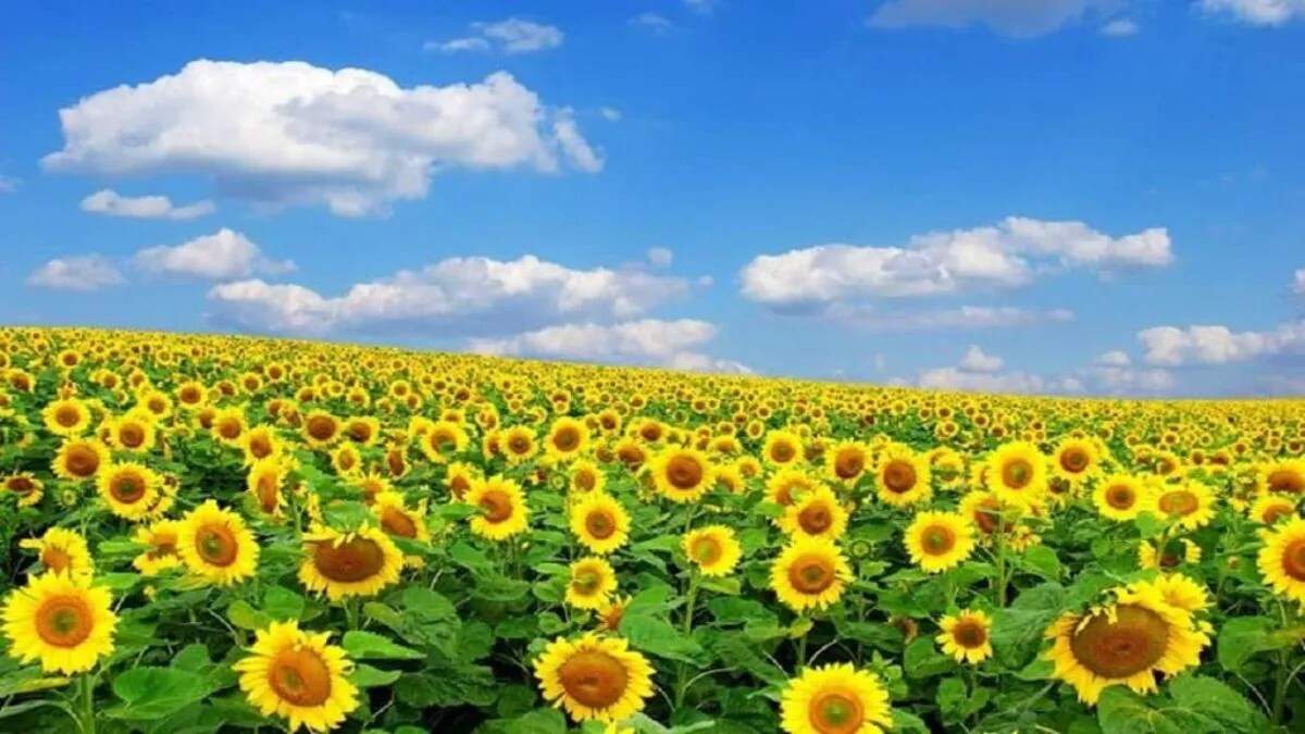 हरियाणा के सूरजमुखी किसानों के लिए MSP में सुधार, राहत की खबर