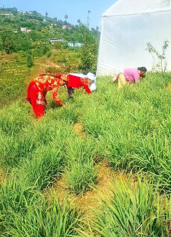 हर्बल चाय बन रही महिला सशक्तिकरण की पहचान, तीन साै से अधिक महिलाओं को मिला स्वरोजगार