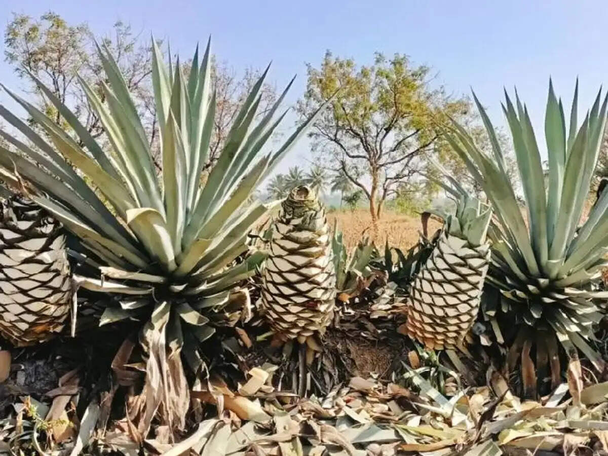 किसानों के लिए 'ब्लू गोल्ड': एगेव अमेरिकाना की बढ़ती मांग