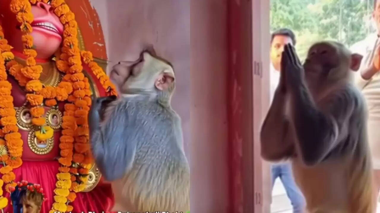 बंदर की श्रद्धा: भगवान हनुमान को माला चढ़ाने का भावुक वीडियो वायरल