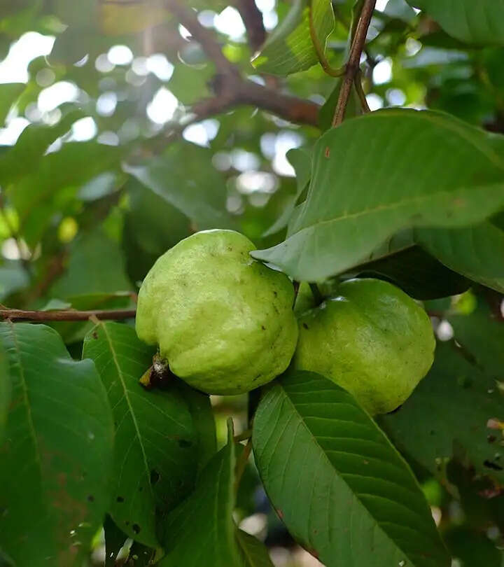 झुर्रियों से छुटकारा पाने के लिए घरेलू उपाय