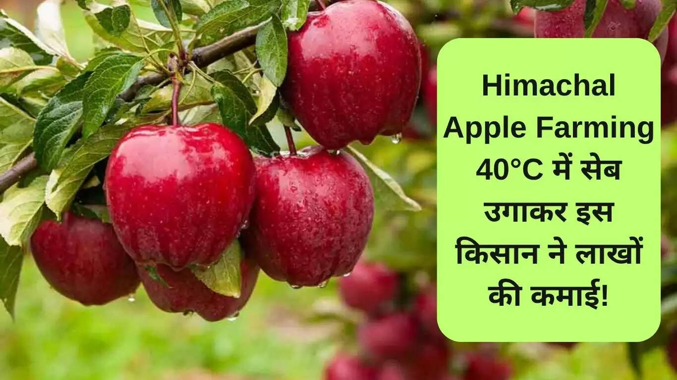 हिमाचल में सेब की खेती: 40°C में भी सफल किसान की प्रेरक कहानी