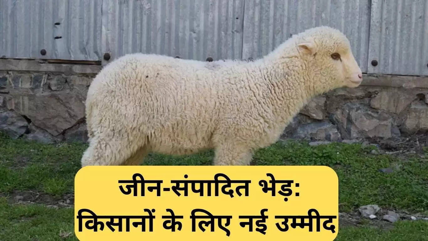 जीन-संपादित भेड़: किसानों के लिए नई उम्मीद