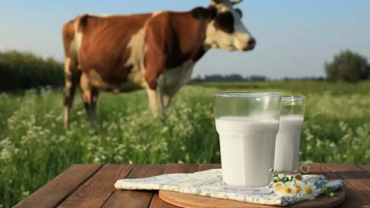गाय के दूध में नॉन-वेज तत्व: क्या है सच?