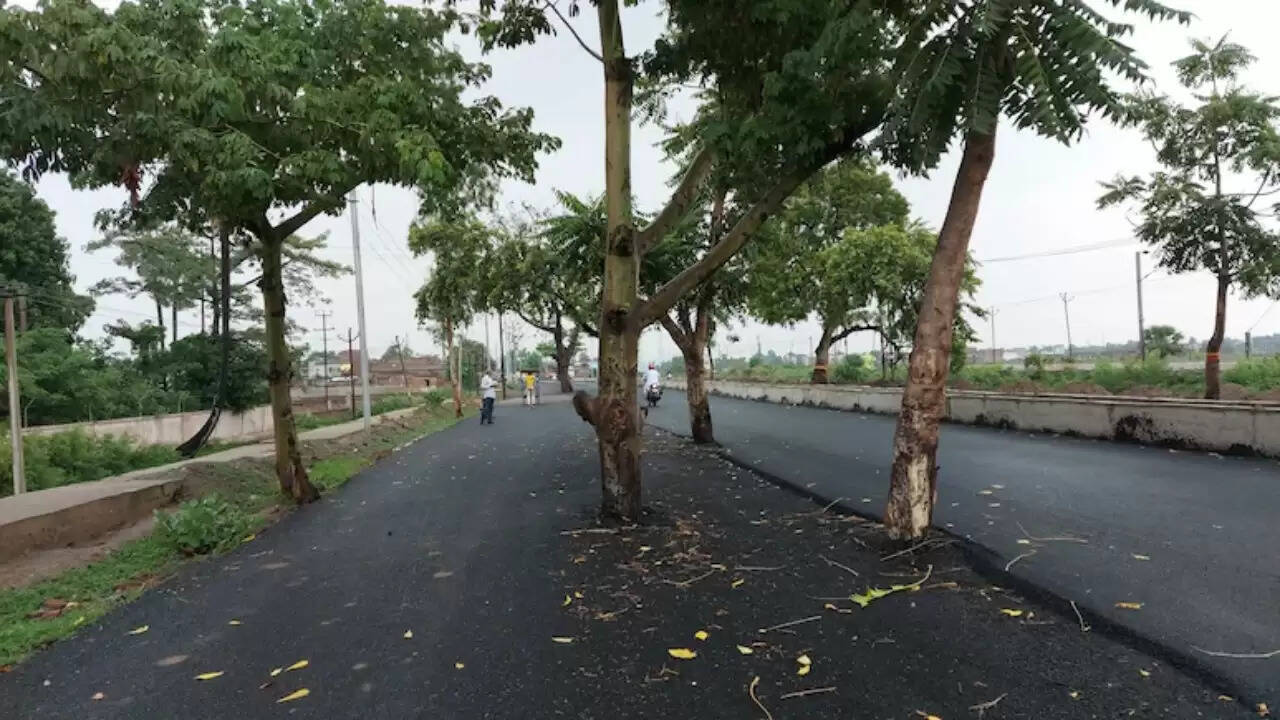 बिहार में सड़क चौड़ीकरण परियोजना में पेड़ों की अनदेखी से बढ़ा खतरा