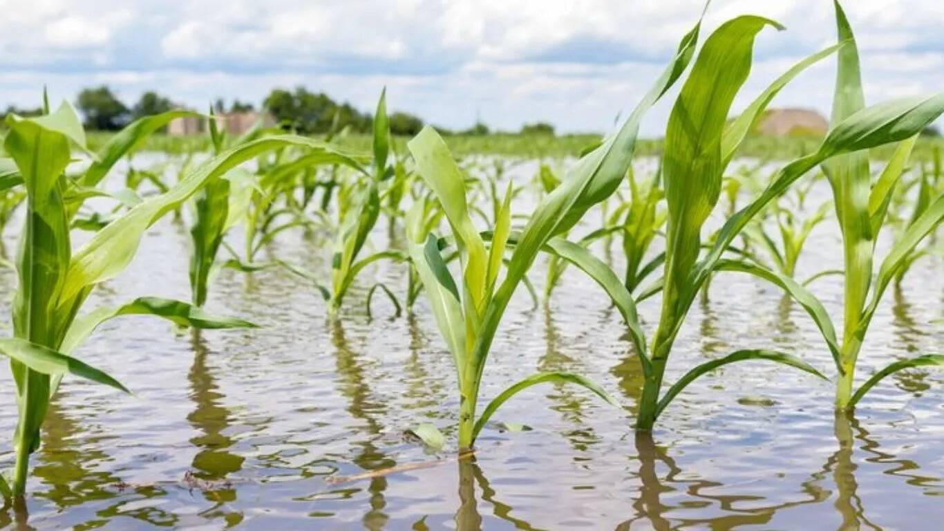 सिरसा में बारिश से फसलों को भारी नुकसान, 25 हजार किसानों ने की मुआवजे की मांग