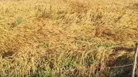 पंजाब में बारिश से फसलों को भारी नुकसान, सरकार ने मदद का आश्वासन दिया