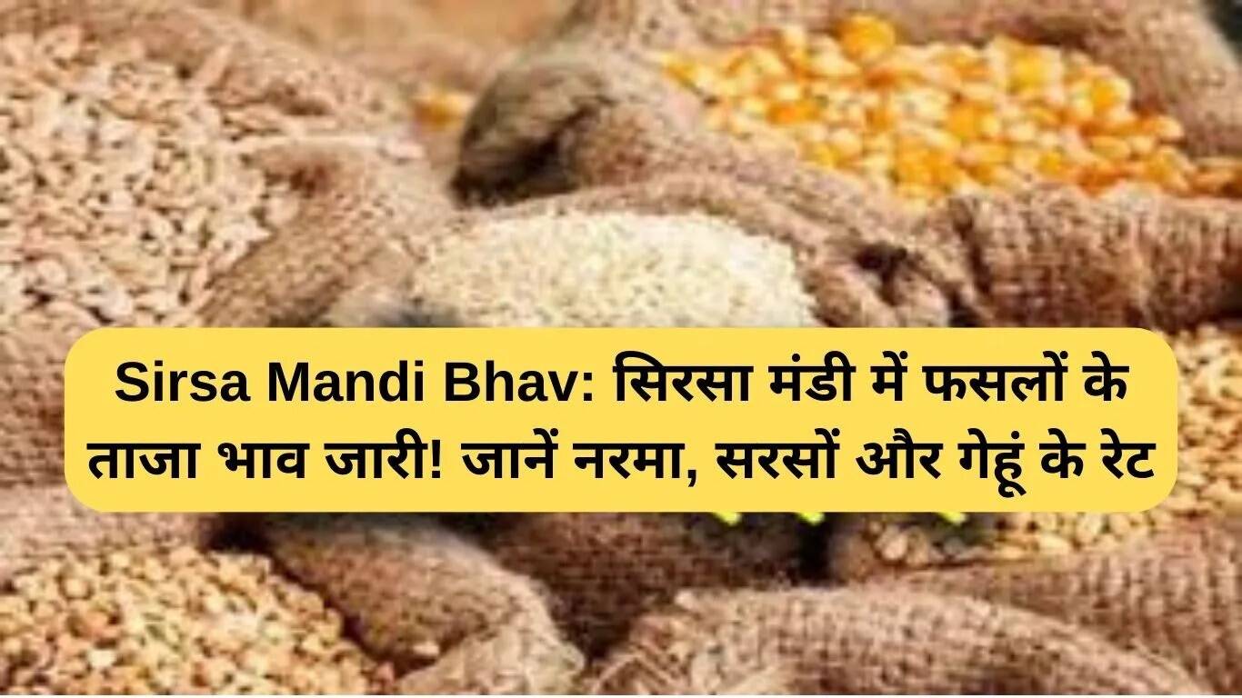 सिरसा मंडी में फसलों के ताजा भाव: जानें कपास, सरसों और गेहूं के रेट