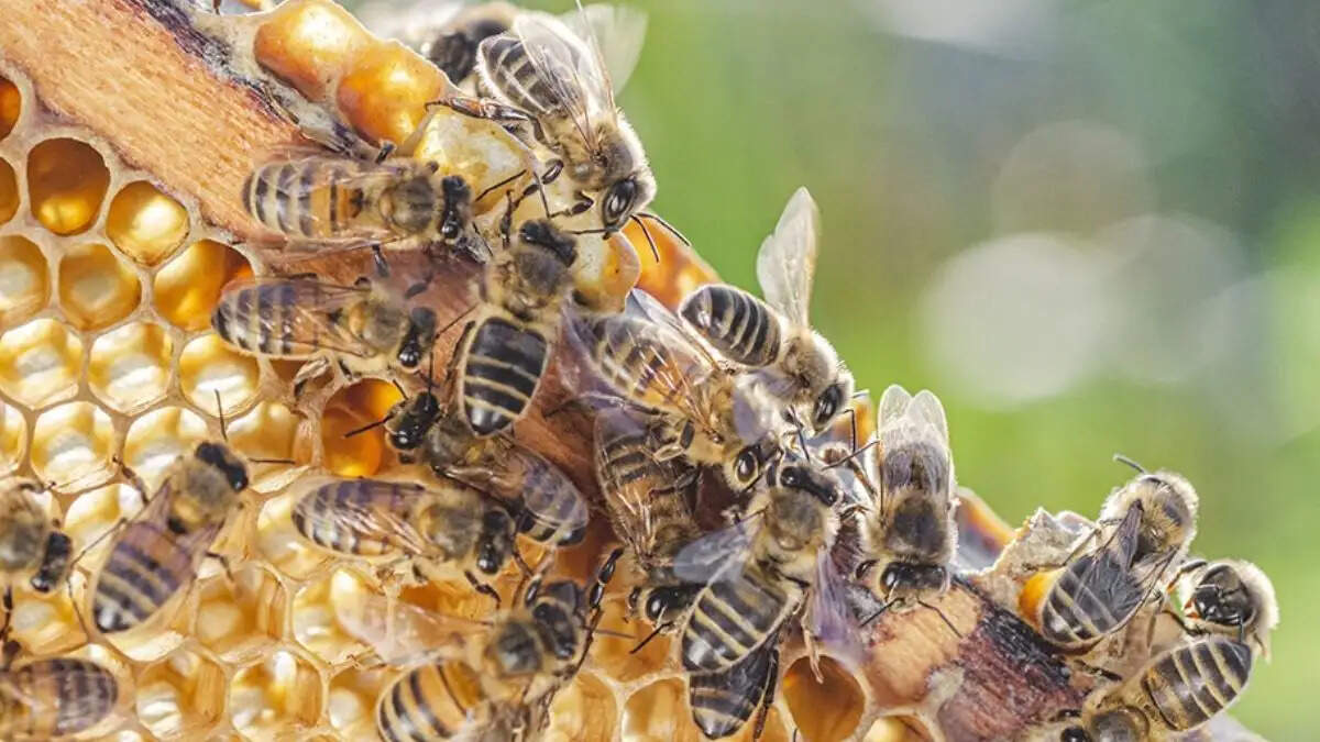 मैदान पर मधुमक्खियों के हमले से खिलाड़ियों में हड़कंप, एक अंपायर की मौत