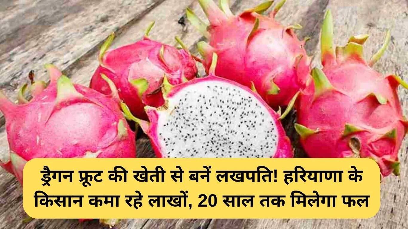 ड्रैगन फ्रूट की खेती: लाखों कमाने का सुनहरा अवसर