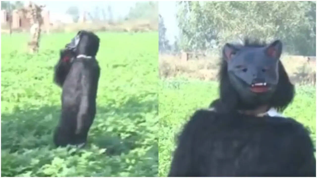 किसानों का अनोखा तरीका: भालू की तरह कपड़े पहनकर बंदरों से फसल की रक्षा