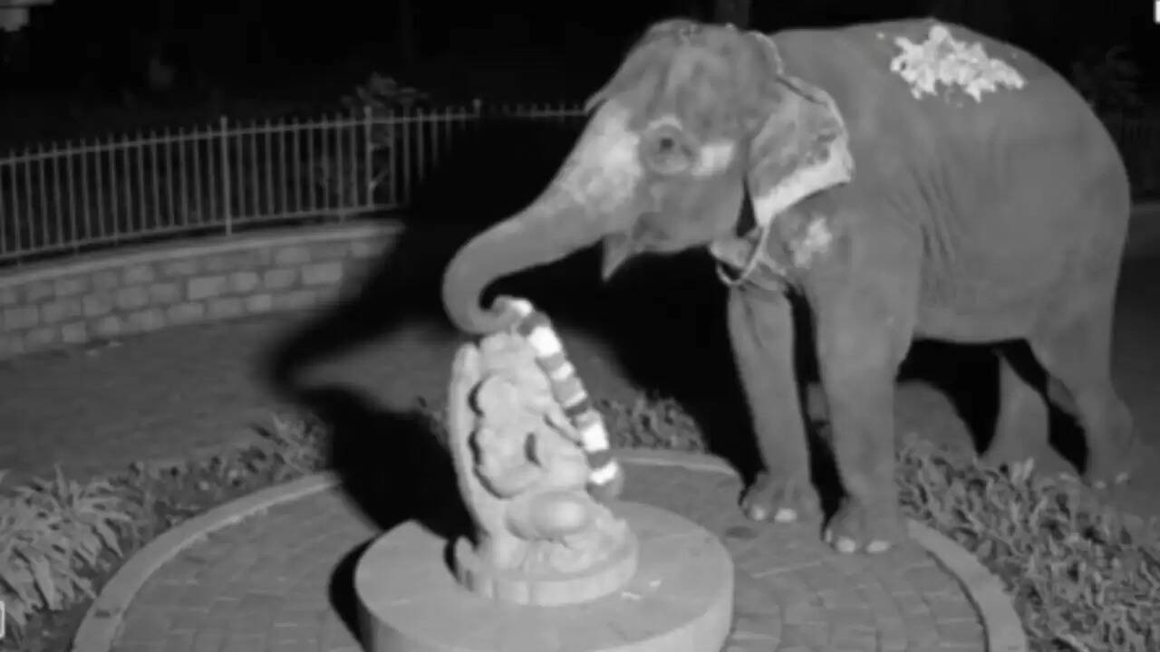 हाथी का गणेश जी को फूल चढ़ाने वाला वीडियो: सच या झूठ?