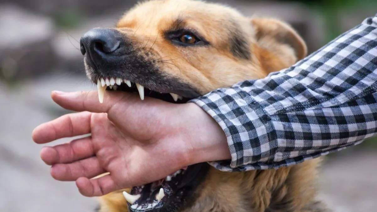 कैथल में लावारिस कुत्तों का बढ़ता आतंक: नागरिकों की सुरक्षा खतरे में