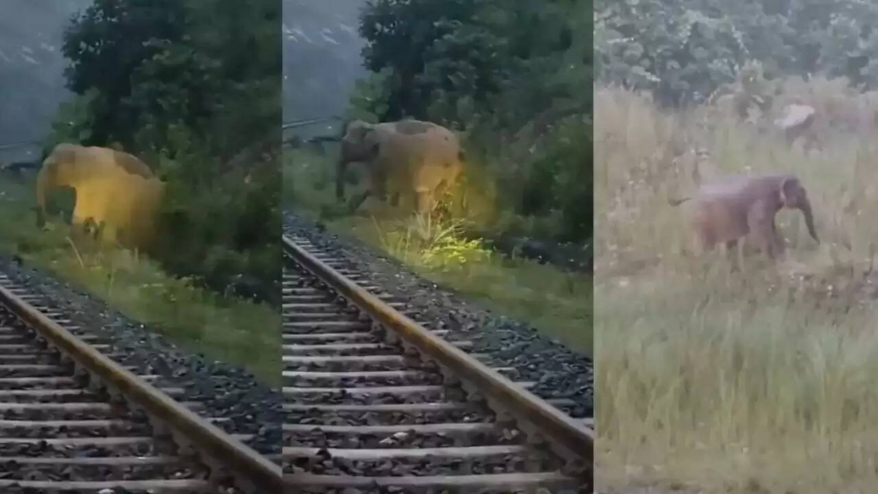 हथिनी ने रेलवे ट्रैक पर दिया बच्चे को जन्म, मानवता की मिसाल बनी घटना