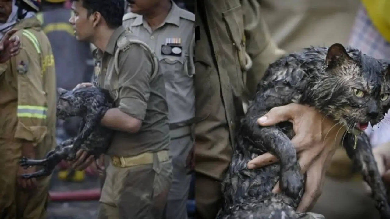 लखनऊ अग्निकांड: जानवरों की भी हुई थी दर्दनाक कहानी, जानें पूरी घटना
