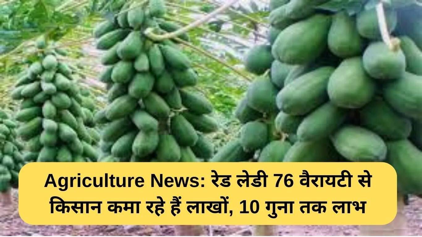 किसान रेड लेडी 76 पपीते से कमा रहे लाखों, मुनाफा 10 गुना तक