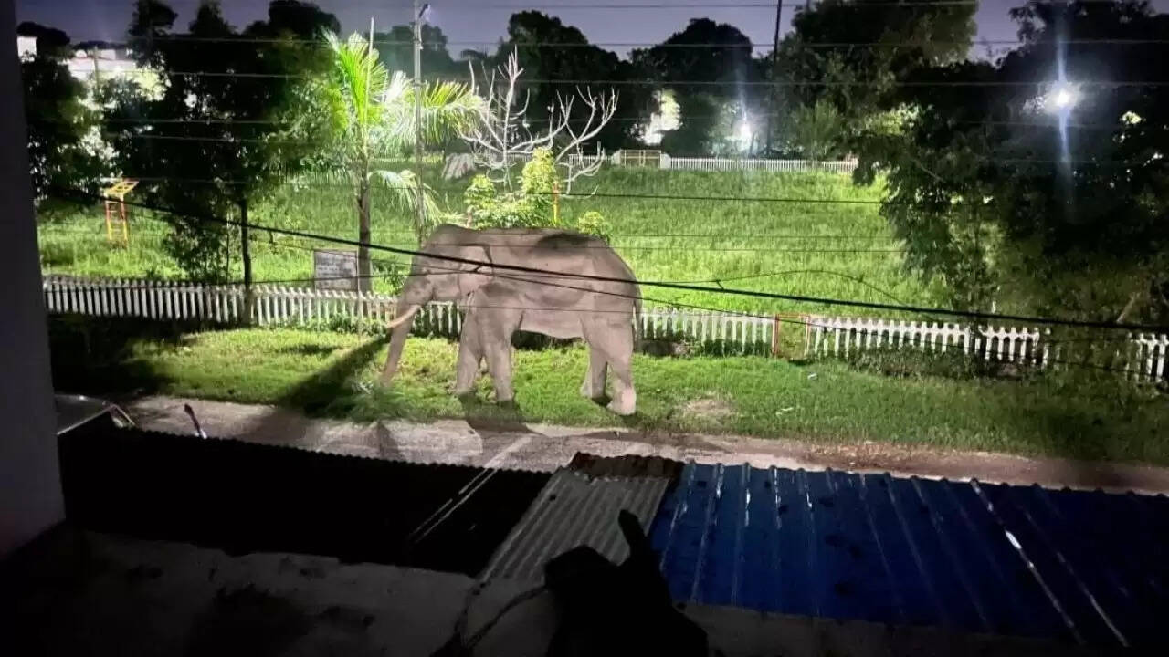 हरिद्वार में हाथी का अनोखा दौरा, स्थानीय लोगों में दहशत