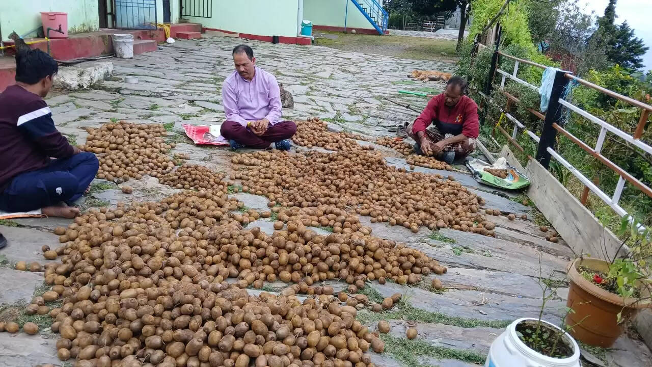 किसान कुलदीप जोशी ने कीवी को बनाया आर्थिकी का आधार