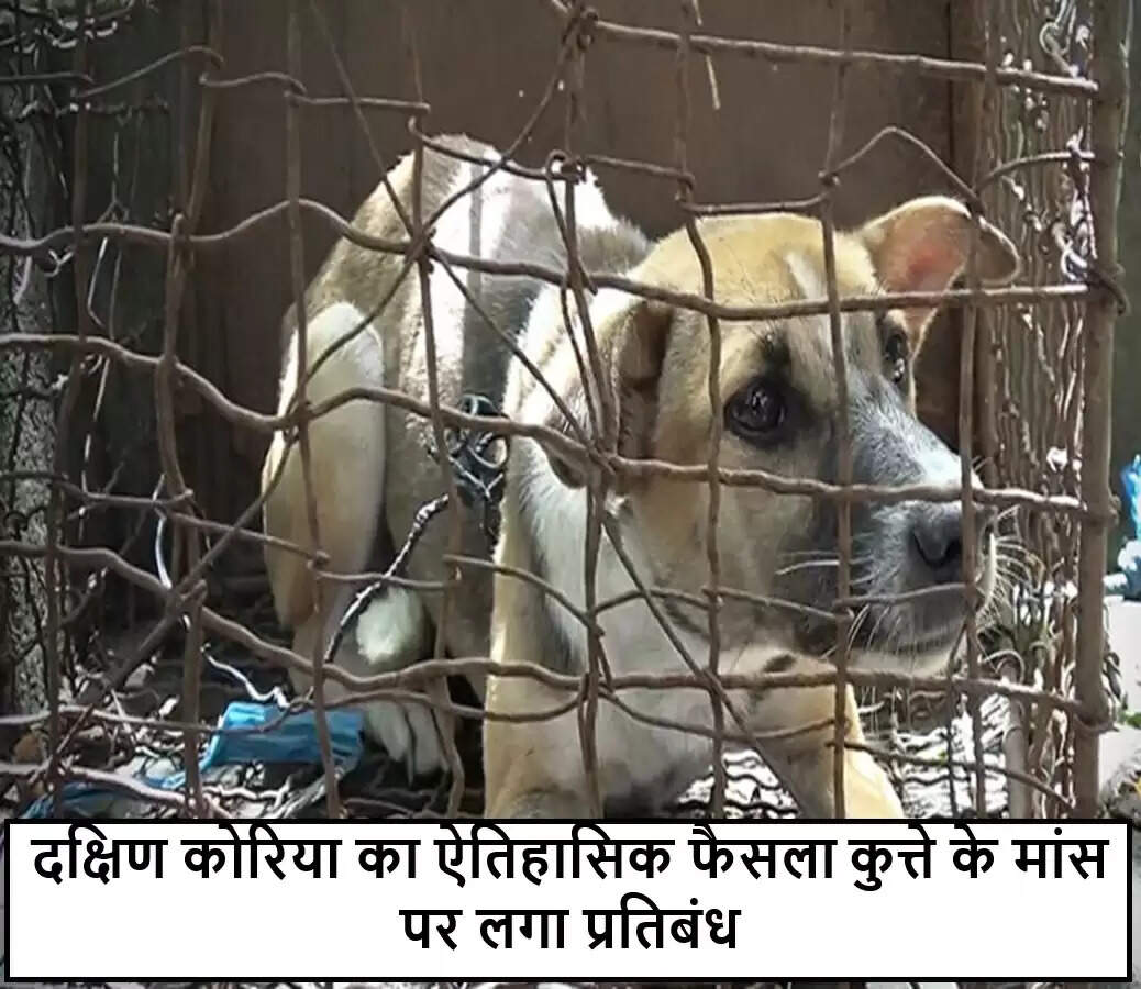 दक्षिण कोरिया में कुत्तों के मांस पर ऐतिहासिक प्रतिबंध