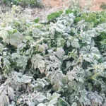 रेवाड़ी में तापमान माइनस 1.5 डिग्री सेल्सियस, ठंड ने बढ़ाई मुश्किलें