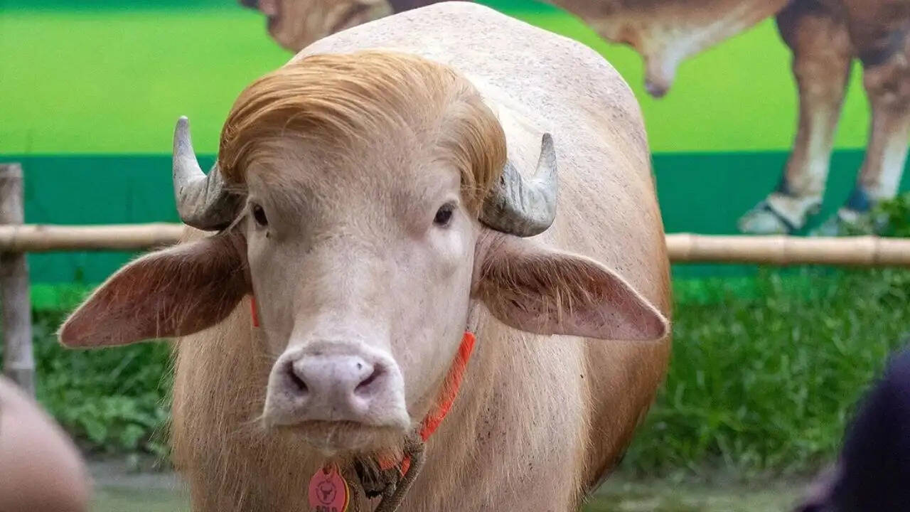 बांग्लादेश में 'डोनाल्ड ट्रम्प' नामक भैंसे की कुर्बानी रोकी गई