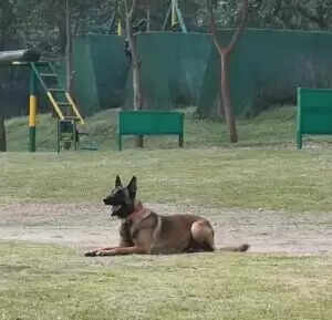 CRPF के K9 डॉग स्टनर ने IED विस्फोट में दिखाई वीरता, शहीद हुआ
