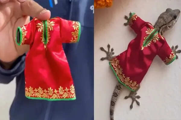 छिपकली के लिए डिजाइनर ड्रेस: सोशल मीडिया पर वायरल वीडियो ने मचाई हलचल