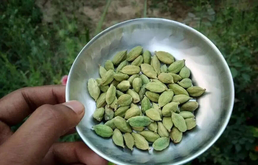 इलायची के फायदे और सेवन का सही तरीका