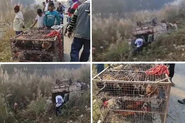 जौनपुर में सड़क हादसे के बाद मुर्गों की लूट का अजीब मामला