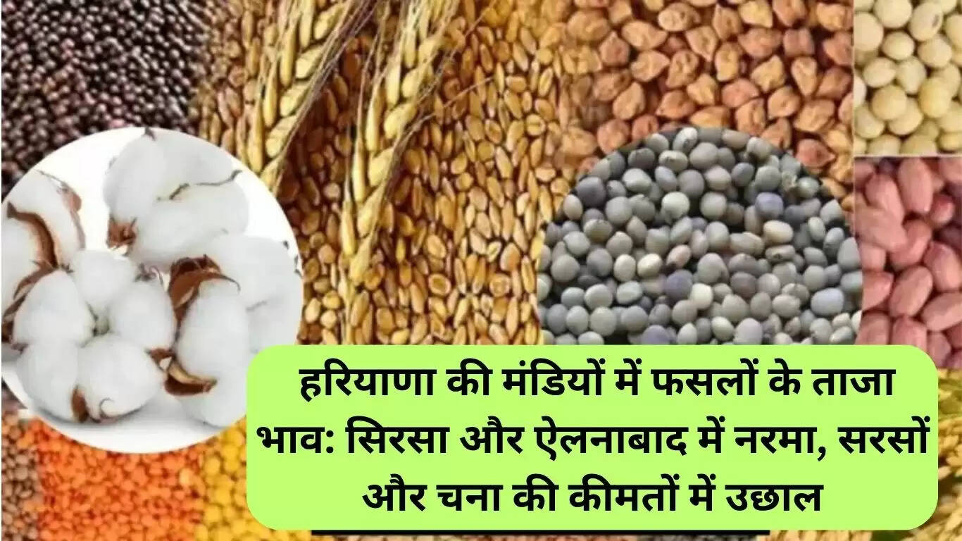 हरियाणा की मंडियों में फसलों के भाव में वृद्धि: सिरसा और ऐलनाबाद की ताजा जानकारी