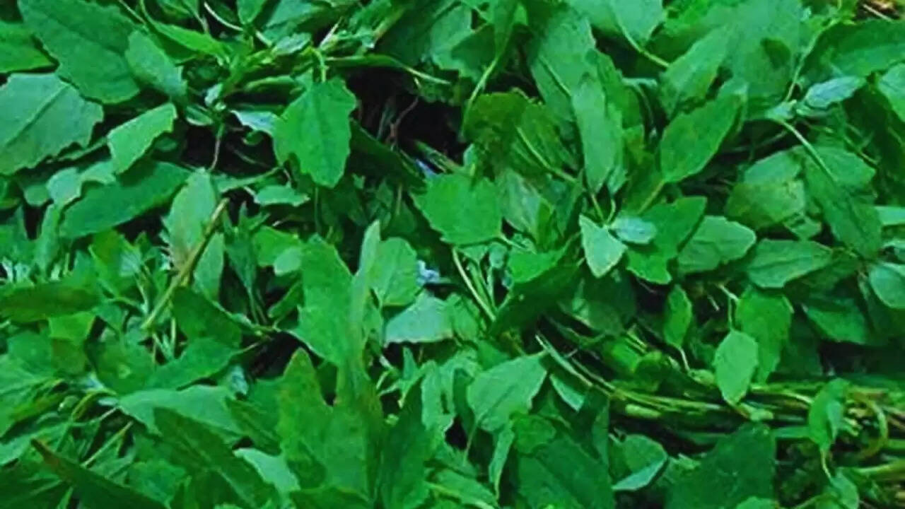 सर्दियों में बथुआ: सेहत के लिए अद्भुत लाभ और सावधानियां