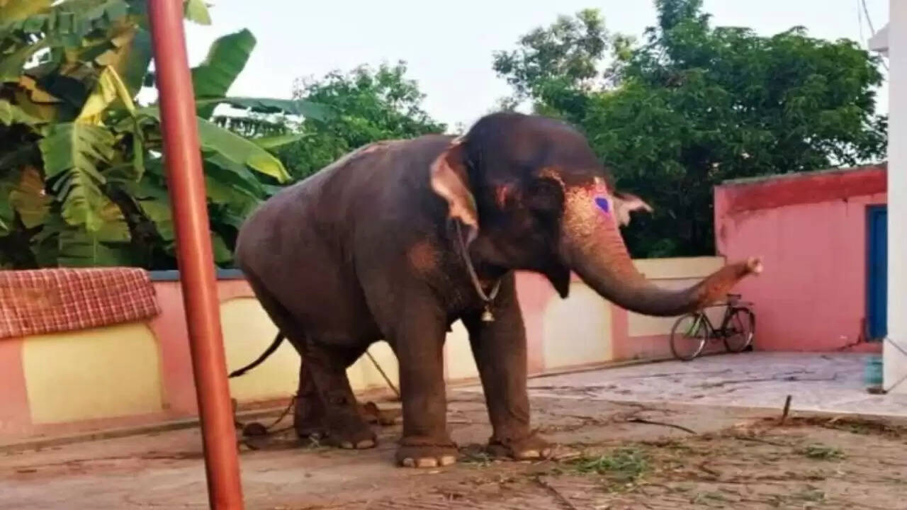 झारखंड में हाथी चोरी का मामला: कानूनी विवाद में उलझा जयमति