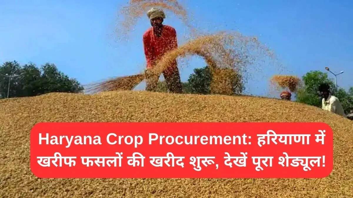 हरियाणा में खरीफ फसलों की खरीद प्रक्रिया शुरू
