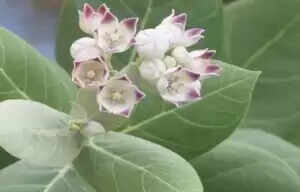 आक के पौधे के औषधीय गुण और स्वास्थ्य लाभ