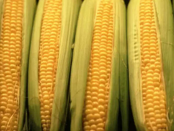 मकई के स्वास्थ्य लाभ: जानें रोजाना भुट्टा खाने के फायदे