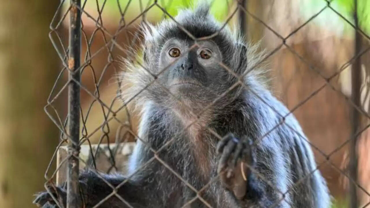 वृंदावन में श्रद्धालु महिला का पर्स छीनने वाला बंदर, 20 लाख के आभूषण सुरक्षित लौटाए गए