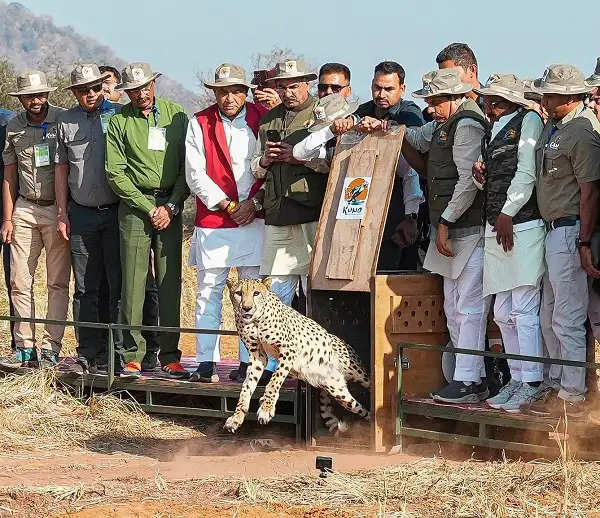 फोटो। मुख्यमंत्री डॉ. मोहन यादव ने कूनो नेशनल पार्क में 5 चीते छोड़ें।