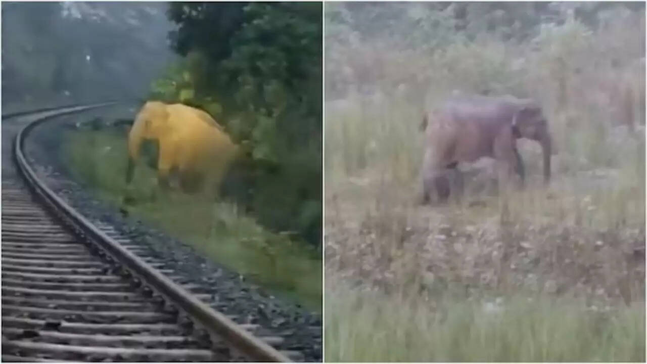 झारखंड में जंगली हथिनी का अनोखा मातृत्व: ट्रेन ने दो घंटे किया इंतज़ार