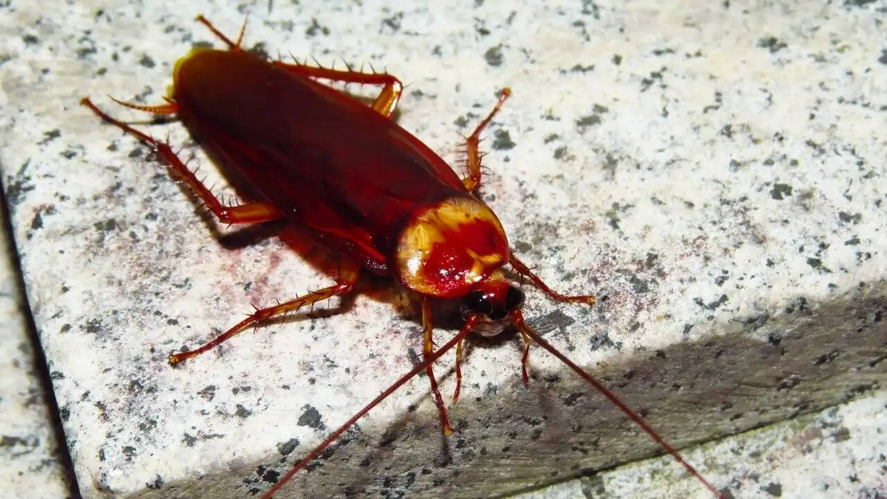 किचन में कीड़ों से छुटकारा पाने के लिए प्याज और लहसुन का जादुई उपाय