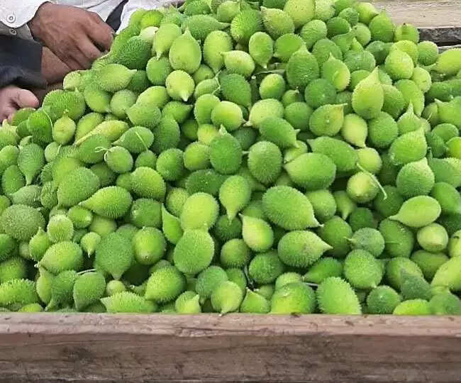 सांप के काटने पर ककोड़ा पौधे का रस: जानें कैसे करें उपचार