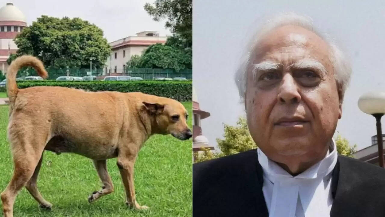 सुप्रीम कोर्ट में आवारा कुत्तों पर सुनवाई: कपिल सिब्बल की दलीलें हुईं खारिज