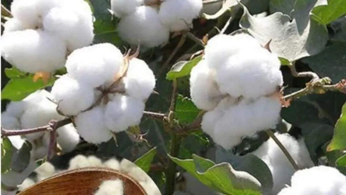 हरियाणा में कपास किसानों के लिए नया मोबाइल ऐप: कपास किसान