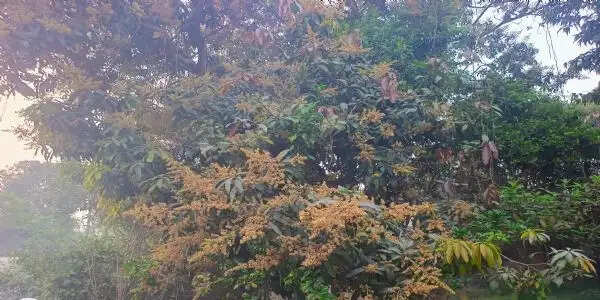 इस साल आम का उत्पादन अच्छी होने की संभावना : रमन चंद्र