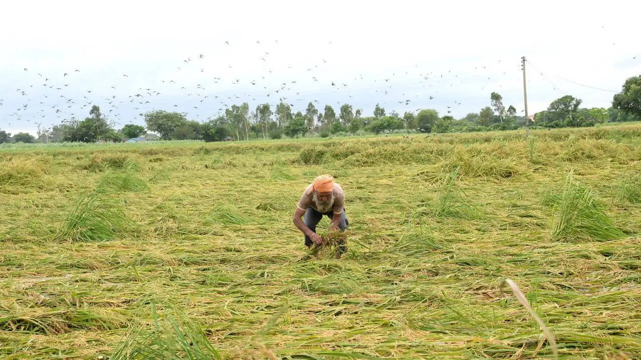 पंजाब में मौसम का असामान्य मिजाज: बारिश और गर्मी का संगम