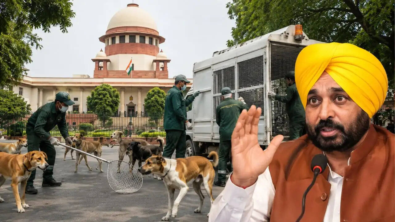 पंजाब में आवारा कुत्तों के खिलाफ सुप्रीम कोर्ट का आदेश: हटाए जाएंगे खतरनाक कुत्ते