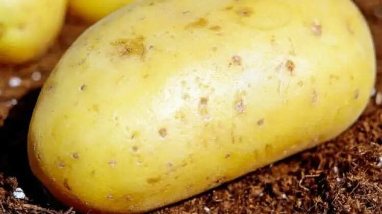 आलू के स्वास्थ्य लाभ: चोट, त्वचा और उच्च रक्तचाप के लिए उपयोगी