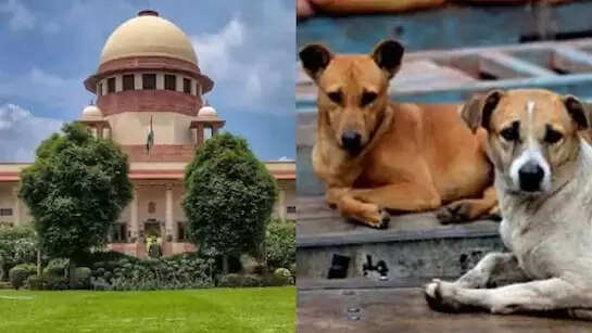 सुप्रीम कोर्ट का नया आदेश: आवारा कुत्तों के लिए नसबंदी और टीकाकरण अनिवार्य