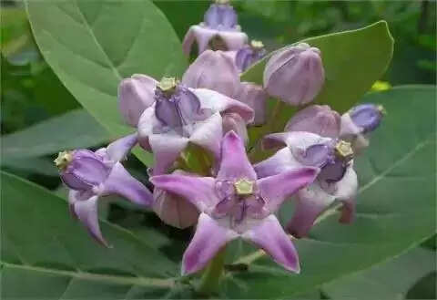 आयुर्वेद में कीमती पौधों की पहचान: जानें उनके अद्भुत गुण