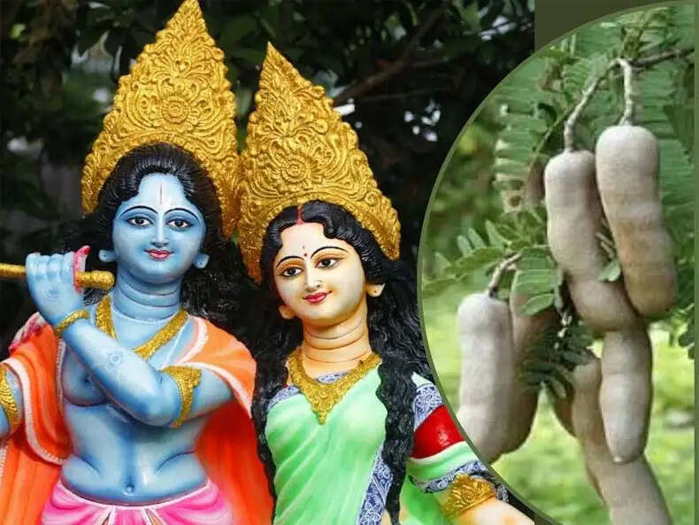 इमलीतला मंदिर: वृंदावन में श्रापित वृक्ष के फल कभी नहीं पकते